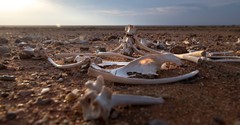Dry Bones, Part 1
