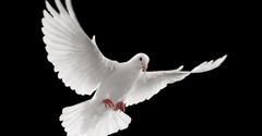 What Is Pneumatology and Why Do We Study the Holy Spirit?