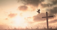 Why Does the Bible Use the Dove as a Symbol of the Holy Spirit?
