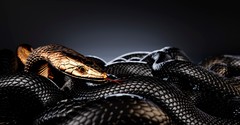 Who Was Jesus Calling a ‘Brood of Vipers’?