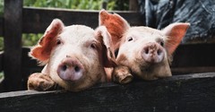 7 Incredible Lessons from the Story of Jesus Casting Demons into Pigs