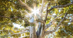 What Is the Balm of Gilead?