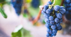 How Can We Grow Spiritual Fruit?