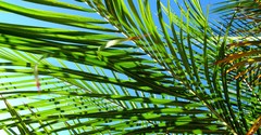 What Is Palm Sunday? - Bible Story and Meaning Today