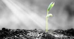 A Necessary but Challenging Lesson - In Touch - December 19
