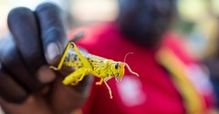 What Do Locusts Symbolize in the Bible?