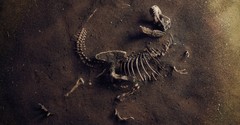 Dinosaurs in the Bible: What Does Scripture Say?