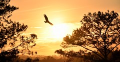 Let Isaiah 40:31 Encourage You in the Everyday Moments
