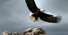 Eagles in the Bible Remind Us God Sees and Cares for Us