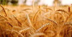 An Abundant Harvest - iBelieve Truth - September 11, 2023