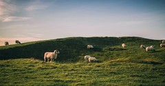 6 Significant Animals We See in Scripture