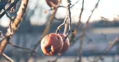 Beware the Opposite Traits of the Fruit of the Spirit