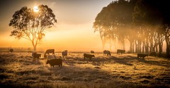 What Can Christians Learn from the Strange Verse that God Owns Cattle on a Thousand Hills?