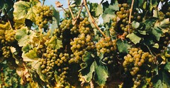 What Was Jesus Really Teaching Us When He Said "I am the Vine You Are the Branches"?