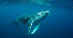 Was Jonah Really Swallowed by a Fish?