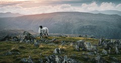 What Is Jesus’ Message in the Parable of the Lost Sheep?