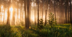 A Prayer to Connect with God in the Woods - Your Daily Prayer - June 7