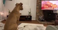 Emotional Dog Reacts to Mufasa's Death in The Lion King