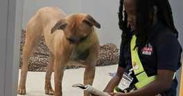 Young Florida Boy Reads to Shelter Dogs to Help Them Feel Loved While They Wait for Adoption 