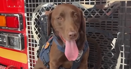 Heroic Rescue Dog Joey Helps Find 3 Survivors in the Rubble After Venezuela Quake