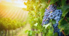What Did Jesus Mean When He Said, “You Will Know Them by Their Fruit”? 