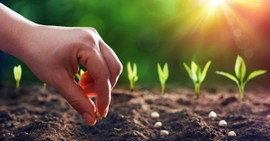 Walking the Parable of the Sower: Good Soil