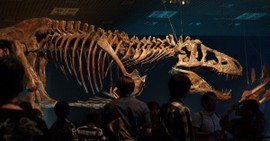 What Happened to the Dinosaurs?