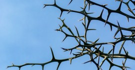 Walking the Parable of the Sower: Among the Thorns