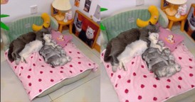 Adorable Family of Cats Cuddle Together for the Cutest Nap Ever