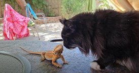 Curious Cat Gets Startled by Hopping Lizard in Adorable Clip