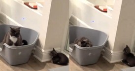 Cat's Funny Barking Response to New Kitten Will Make You Laugh