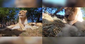 Hilarity Ensues as Lions in Zoo Find Camera and Respond 