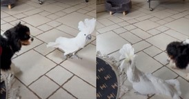 Bird Hysterically Mimics Its Canine Buddy by Barking