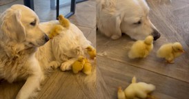 Gentle Dog and Adorable Ducklings Have the Sweetest Interaction