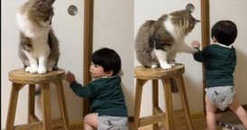 Cat Hilariously Prevents Toddler from Opening Door