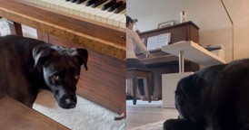 Precious Pup Makes Heartwarming Plea for Piano Tunes