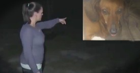 Dachshund Saves Owner From Bear Attack