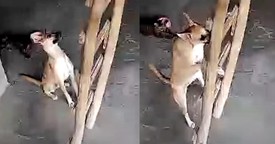Clever Dog's Ladder-Climbing Skills Will Make Your Day