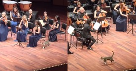 Cat Steals the Show with Surprise Appearance During Orchestra's Performance