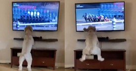 Sweet Pup's Passion For Horse Racing Is Absolutely Charming