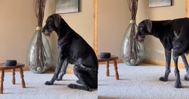 Dog Follows Song's Lyrics in the Funniest Way Possible