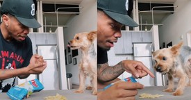 Man and Dog Play Hilarious Rock-Paper-Scissors Game