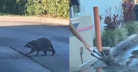 Kind Dunkin' Employee Gives Donut to Hungry Raccoon