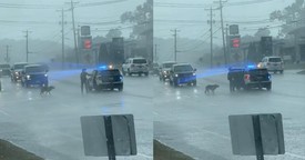 Police Officer's Heartwarming Act of Kindness to Dog in the Rain