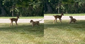 Sweet Encounter Between Puppy and Baby Deer Melts Hearts