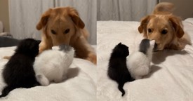 Precious Pup's Adorable First Encounter with Two Kittens Melts Hearts