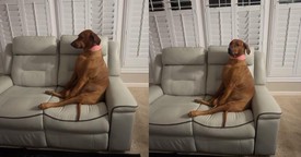 Adorable Dog's Hysterical Pouting After Being Told No More Snacks