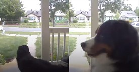 Sweet Dog Rings Doorbell to Get Back Inside After Leaving the Yard