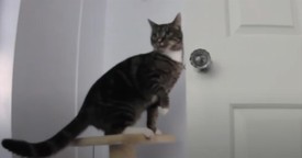 This Brilliant Cat Figures Out How to Open the Door