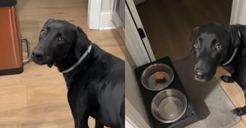 Precious Pup Refuses to Eat Without Owner's Pre-Meal Prayer